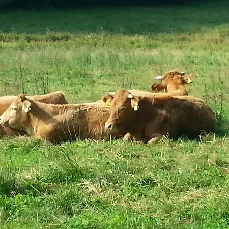 아파트 In Usseln Nahe Skiliften