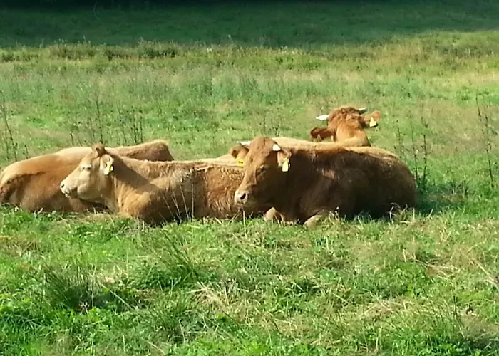 Apartment In Usseln Nahe Skiliften